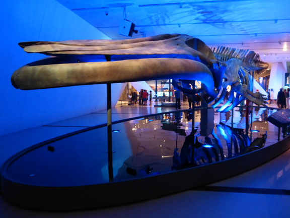 WhaleSkeleton