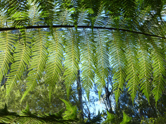 Fern