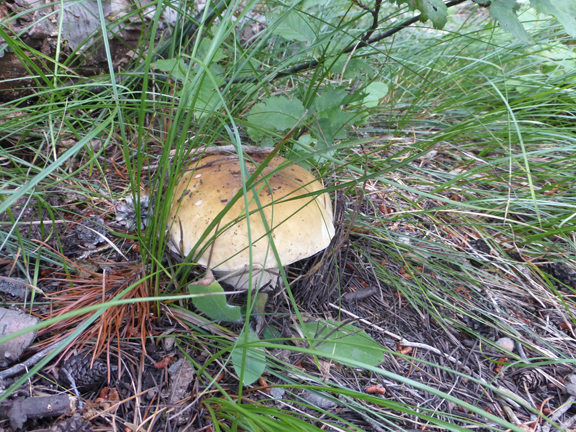 BigMushroom