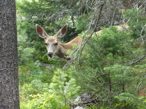 Deer