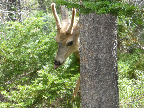 DeerPick