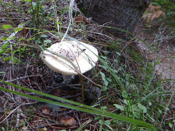 WhiteMushroom