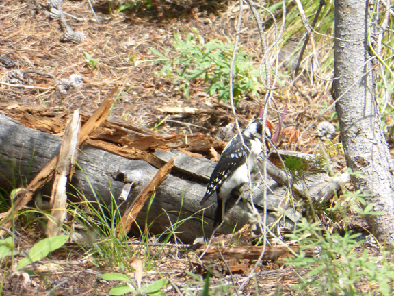 WoodPecker